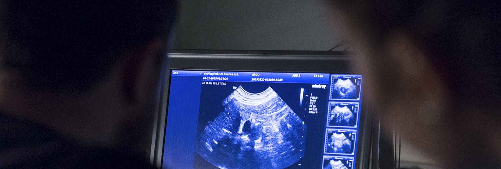 medico veterinario esegue ecografia a pet medico veterinario esegue ecografia a pet