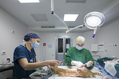veterinari operano ai denti un gatto