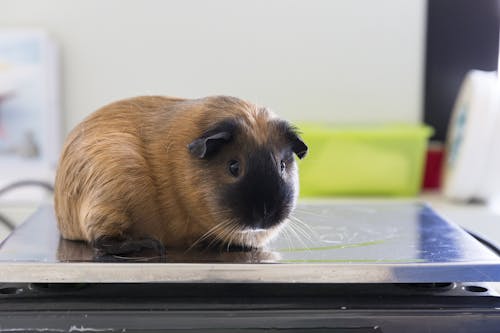 cavia