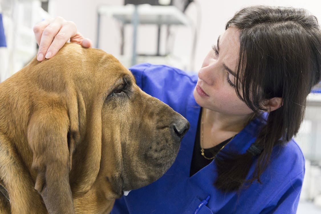 Medico Veterinario del Vet Hospital H 24 Firenze mentre visita un cane