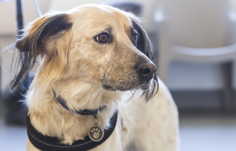 cane-durante-visita-cardiologica
