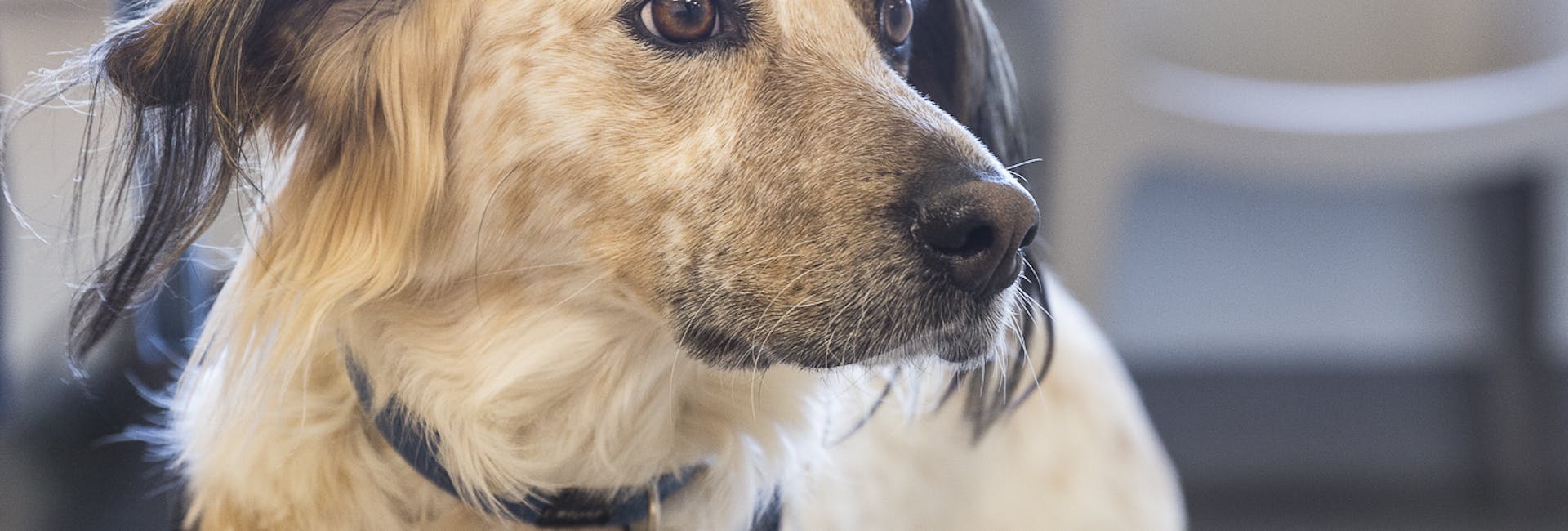 cane-durante-visita-cardiologica cane-durante-visita-cardiologica