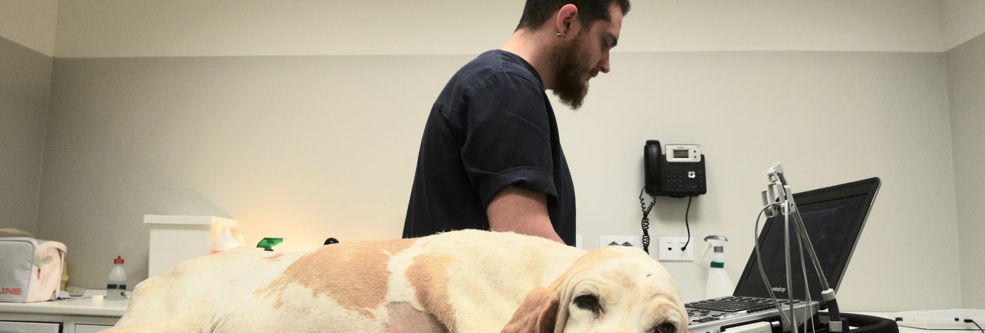 ecocardiografiacane ecocardiografiacane