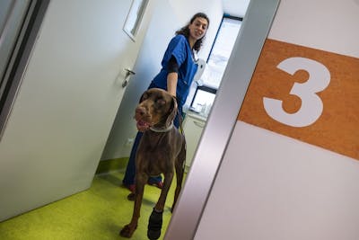 medico veterinario con cane marrone