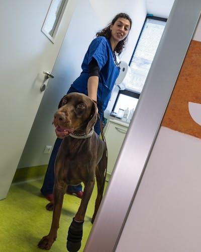 medico veterinario con cane marrone
