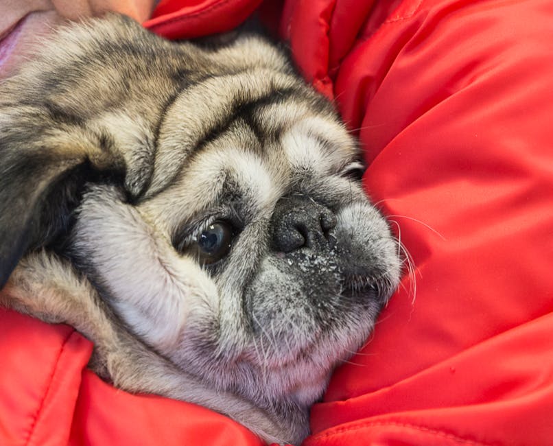 cane con lo sguardo languido immerso in una coperta rossa