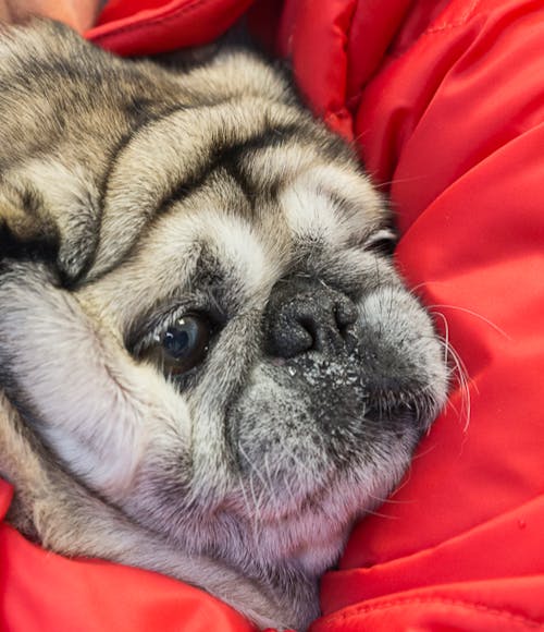 cane con lo sguardo languido immerso in una coperta rossa