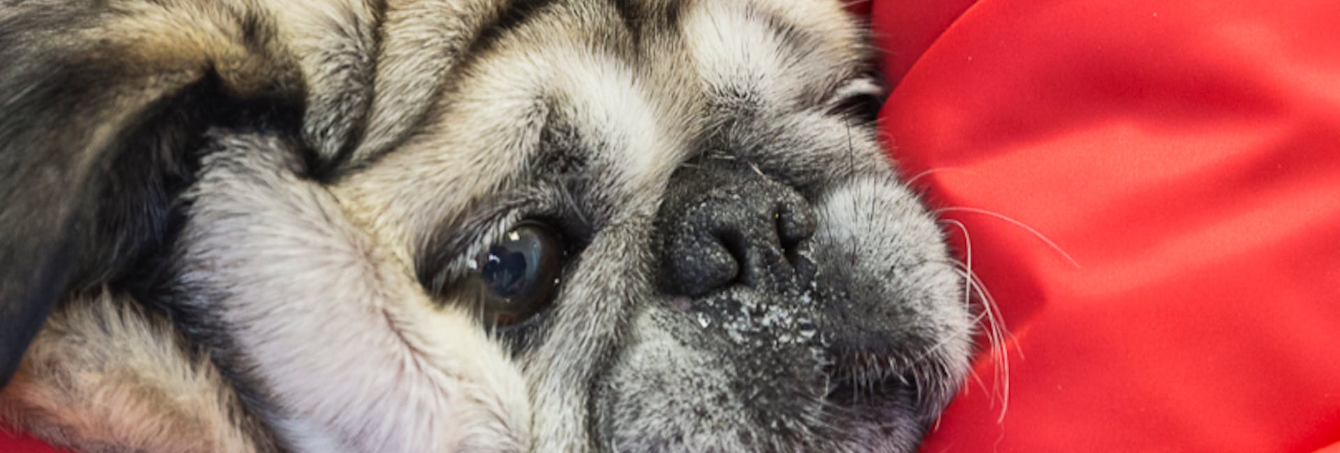 cane immerso in una coperta rossa cane con lo sguardo languido immerso in una coperta rossa