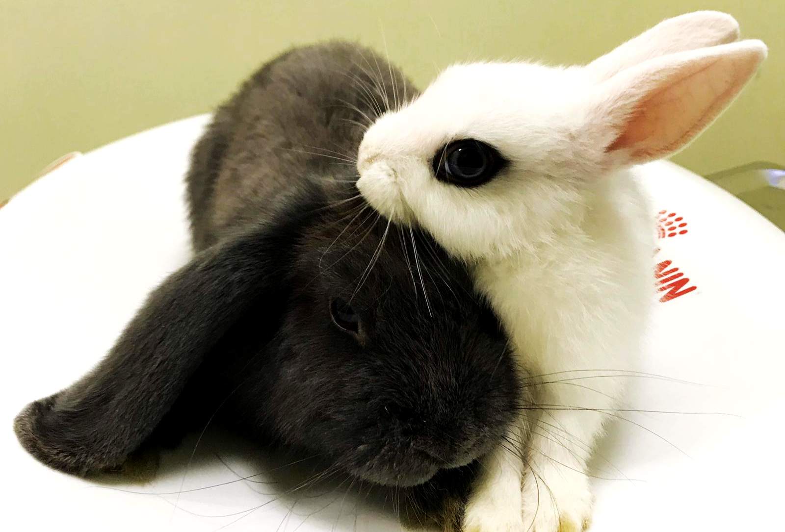 Cuccioli di conigli bianco e nero