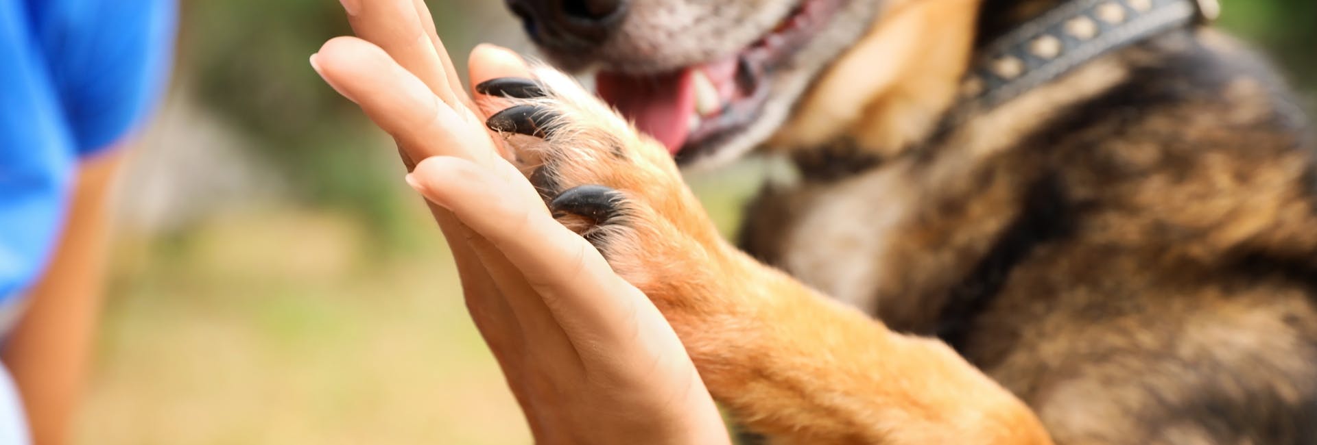 La nostra famiglia VetPartners Italia Cane che batte il cinque con la zampa ad un veterinario