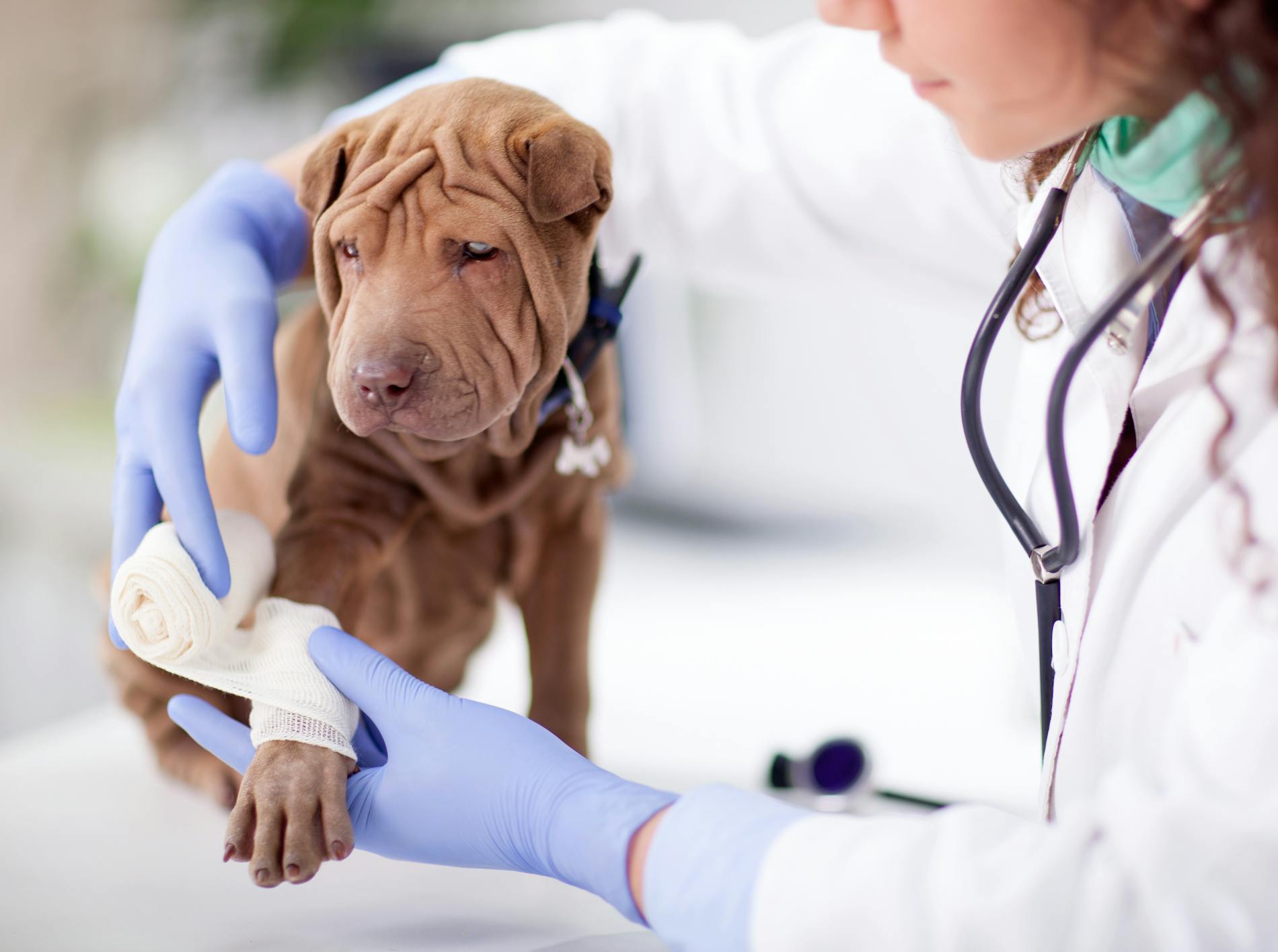 medico veterinario fascia la zampetta ad un cane medico veterinario specialista fascia la zampa ad un cane shar pei di colore marrone dopo che si è fatto male