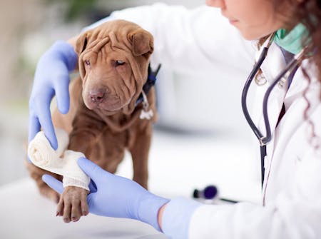 medico veterinario specialista fascia la zampa ad un cane shar pei di colore marrone dopo che si è fatto male