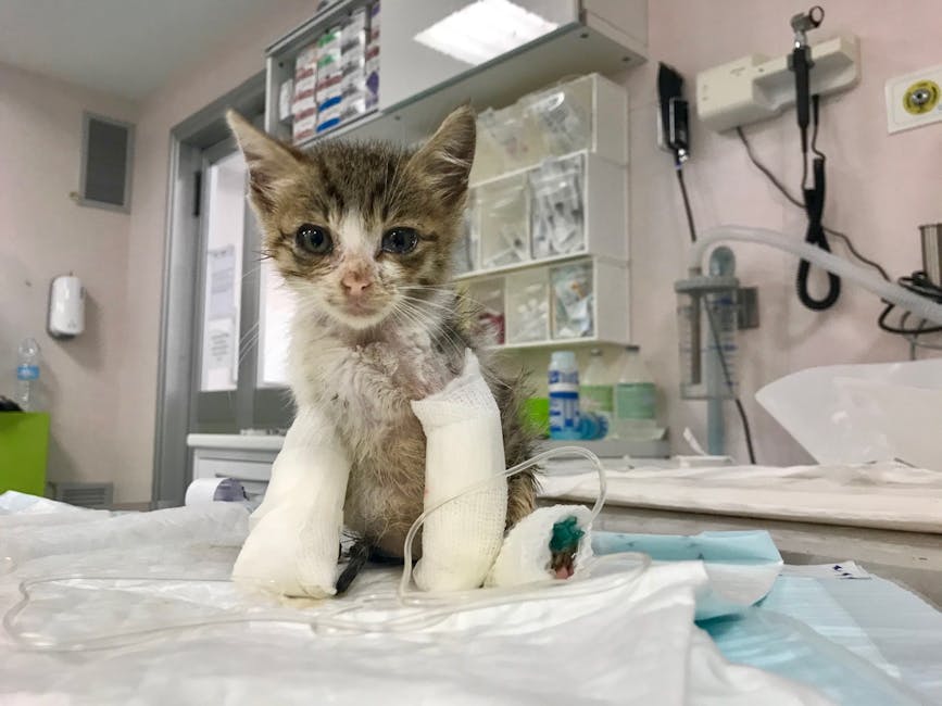 Gatto con bende sulle zampe nell ambulatorio veterinario del Vet hospital h24 di firenze