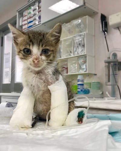 Gatto con bende sulle zampe nell ambulatorio veterinario del Vet hospital h24 di firenze