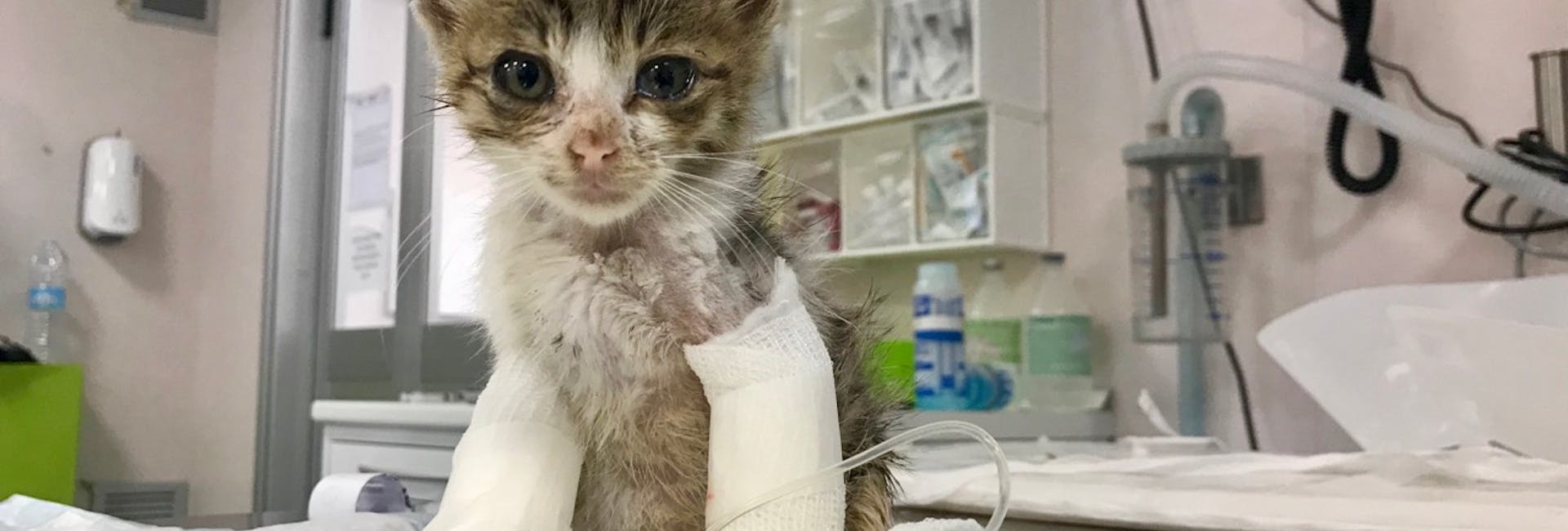 Gatto con bende sulle zampe al vet hospital h24 di firenze Gatto con bende sulle zampe nell ambulatorio veterinario del Vet hospital h24 di firenze