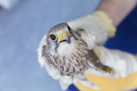 Uccellino in mano ad un medico veterinario al vet Hospital H24 firenze