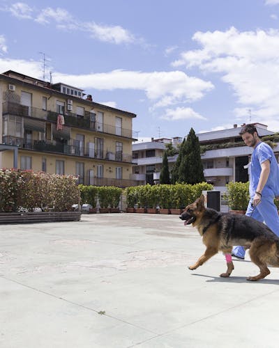 medico veterinario che porta a spasso un cane nel cortile interno della clinica veterinaria Vet Hospital H24 Firenze