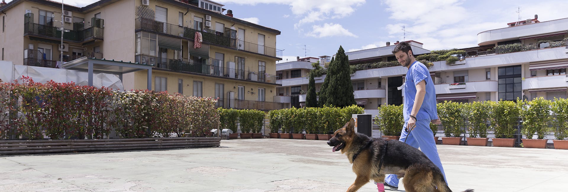 medico veterinario che porta a spasso un cane nel cortile interno della clinica veterinaria Vet Hospital H24 Firenze medico veterinario che porta a spasso un cane nel cortile interno della clinica veterinaria Vet Hospital H24 Firenze