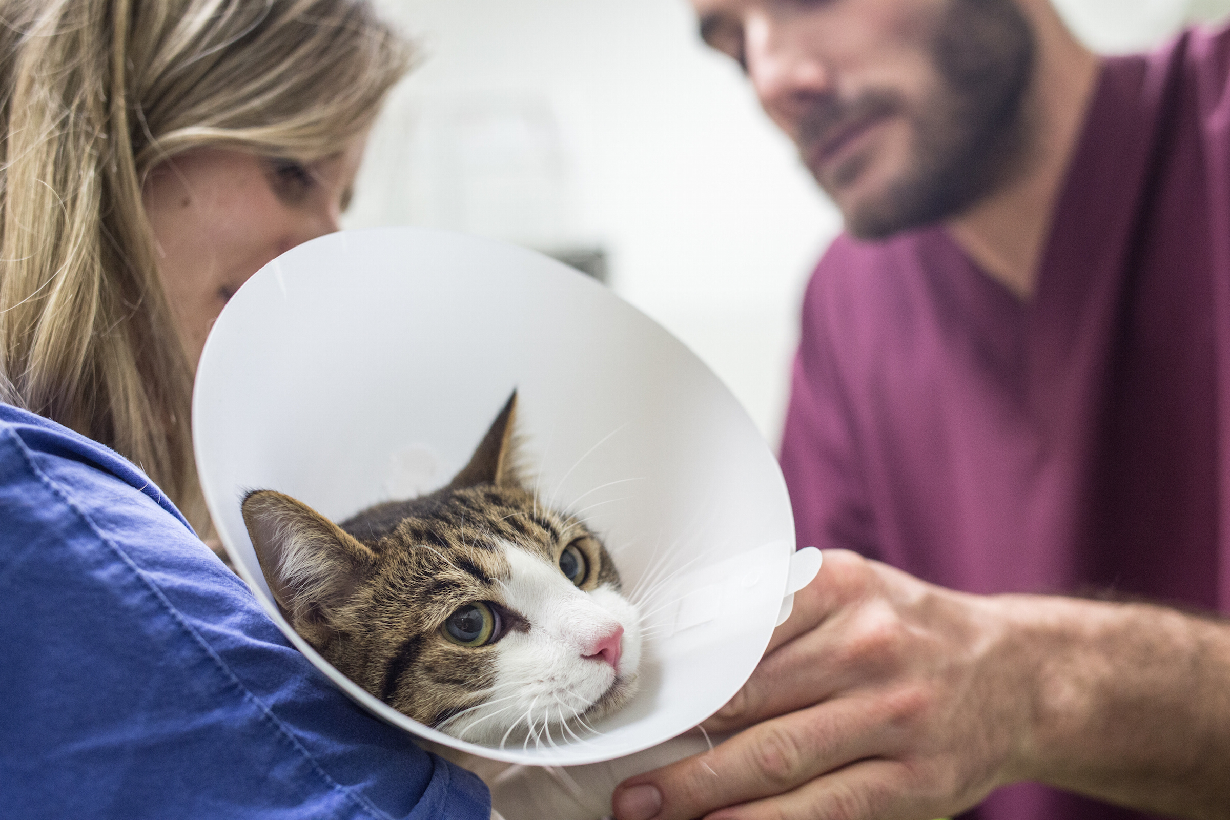 gatto con collarino elisabettiano assieme a un medico veterinario e a un tecnico veterinario