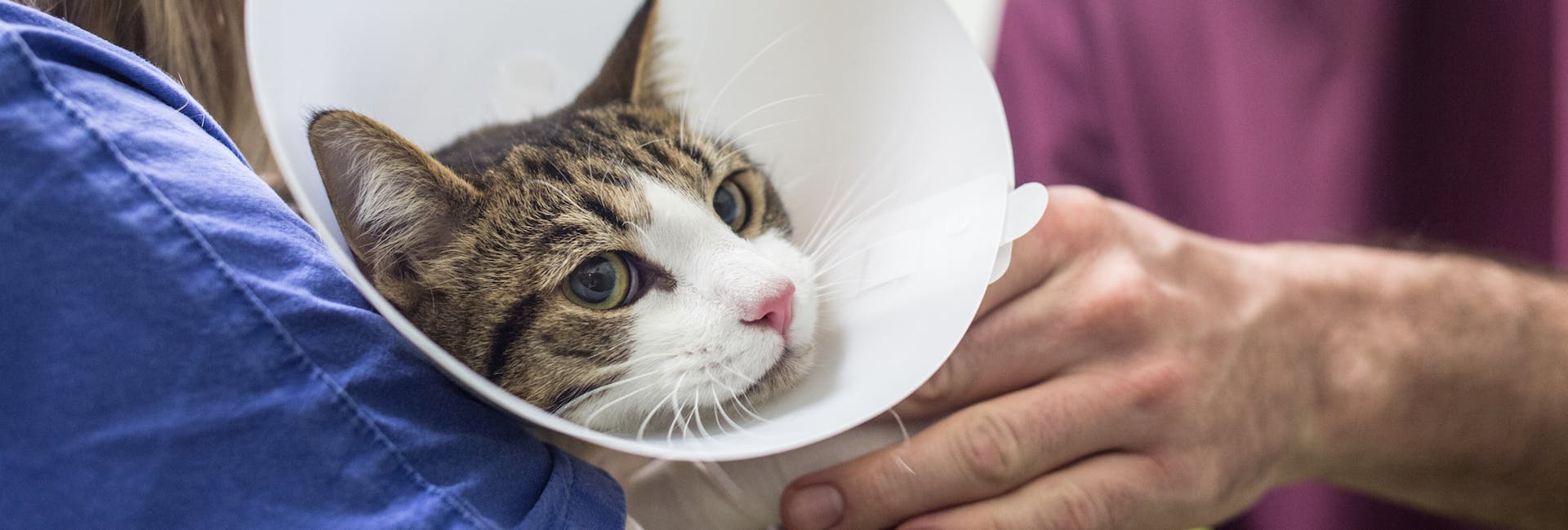 gatto con collarino elisabettiano assieme a un medico veterinario e a un tecnico veterinario gatto con collarino elisabettiano assieme a un medico veterinario e a un tecnico veterinario