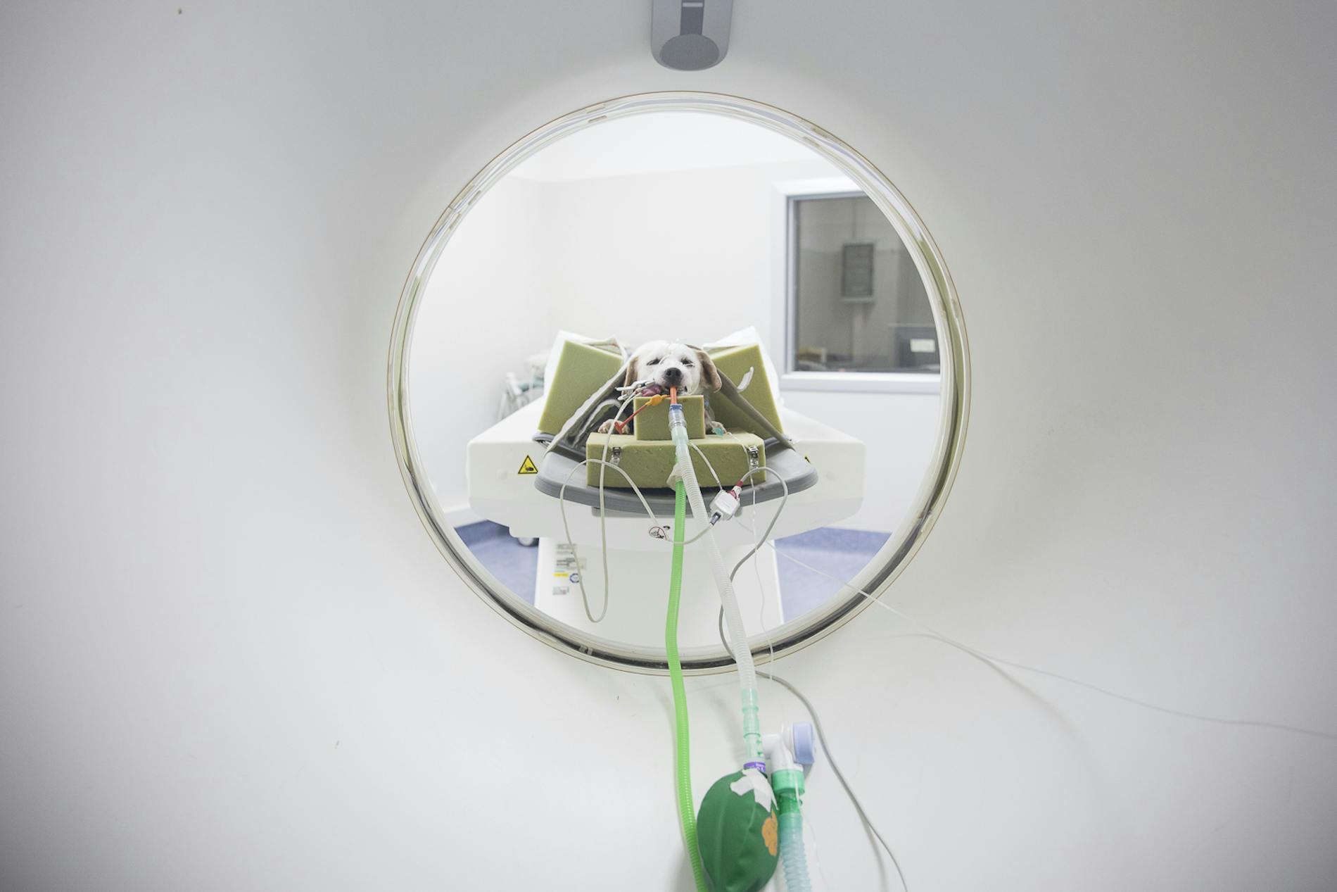 cane che si sottopone alla TC o TAC al Vet Hospital H24 Firenze