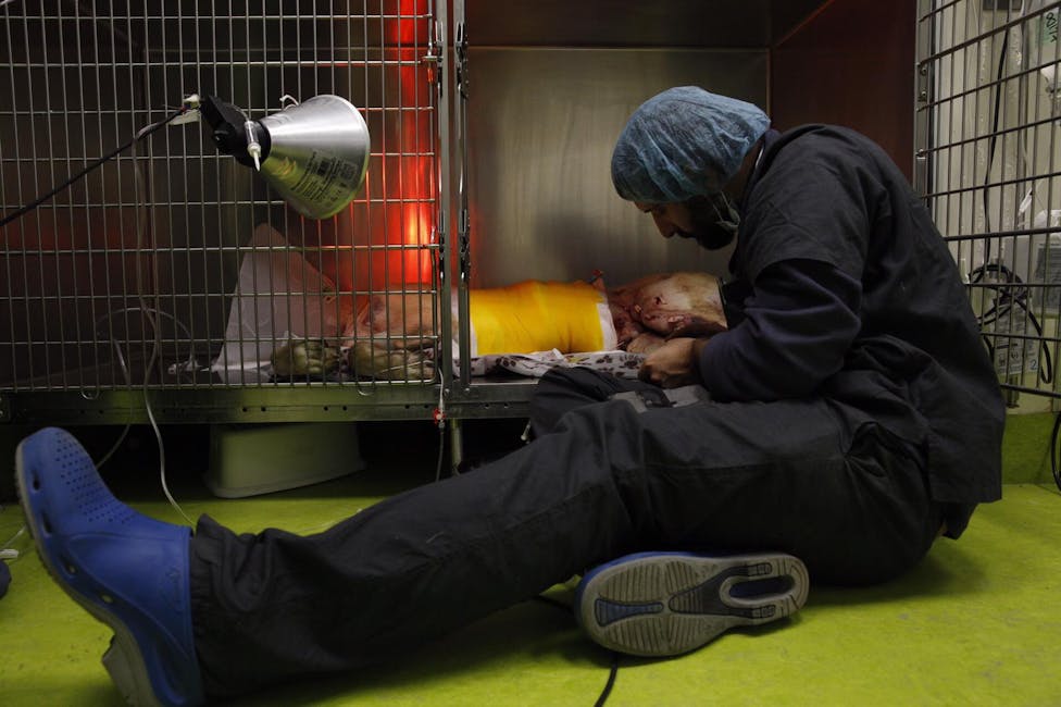 veterinario si prende cura di un animale in difficoltà