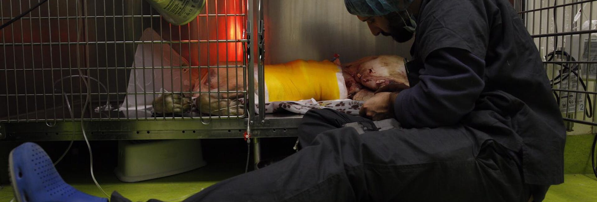 veterinario si prende cura di un animale in difficoltà veterinario si prende cura di un animale in difficoltà