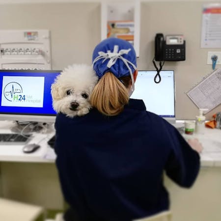 Cangolino barboncino tenuto in braccio da medico veterinario al Vet Hospital H24 di Firenze