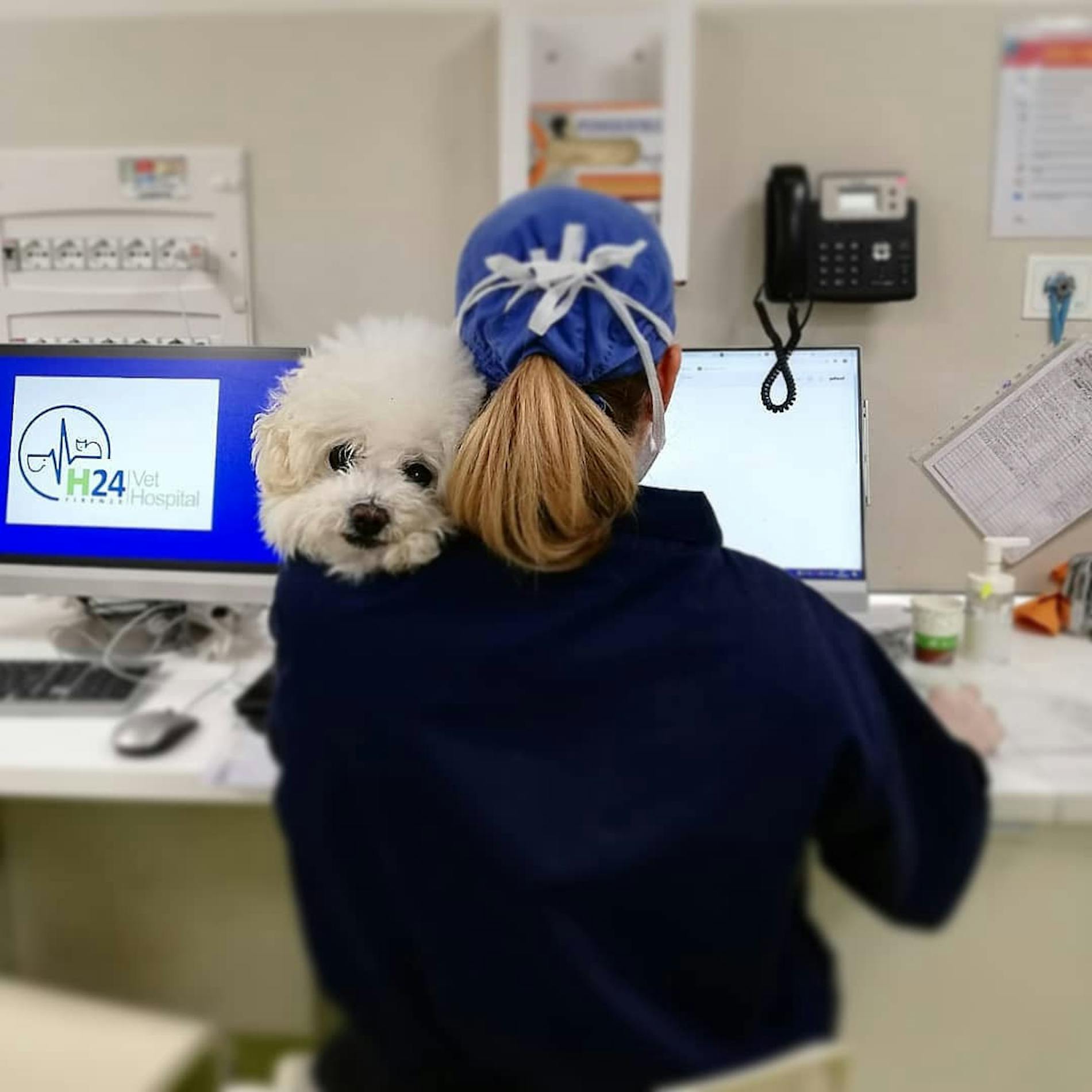 Cangolino barboncino tenuto in braccio da medico veterinario al Vet Hospital H24 di Firenze Cangolino barboncino tenuto in braccio da medico veterinario al Vet Hospital H24 di Firenze