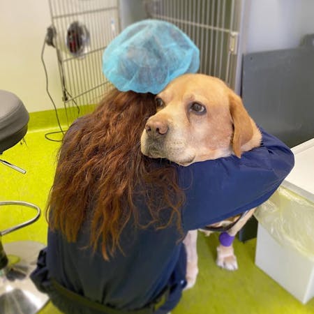 veterinario che abbraccia cane nella sala degenza del Vet Hospital H24 Firenze
