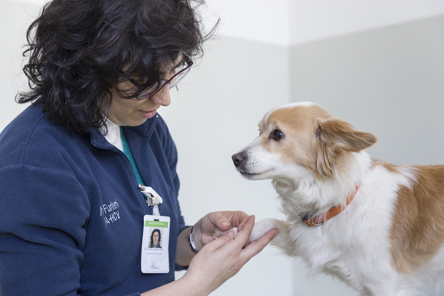Medico Veterinario visita cagnolino bianco e marrone