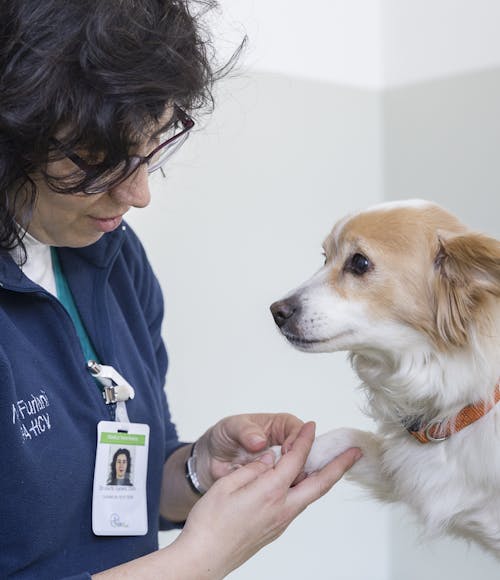 Medico Veterinario visita cagnolino bianco e marrone