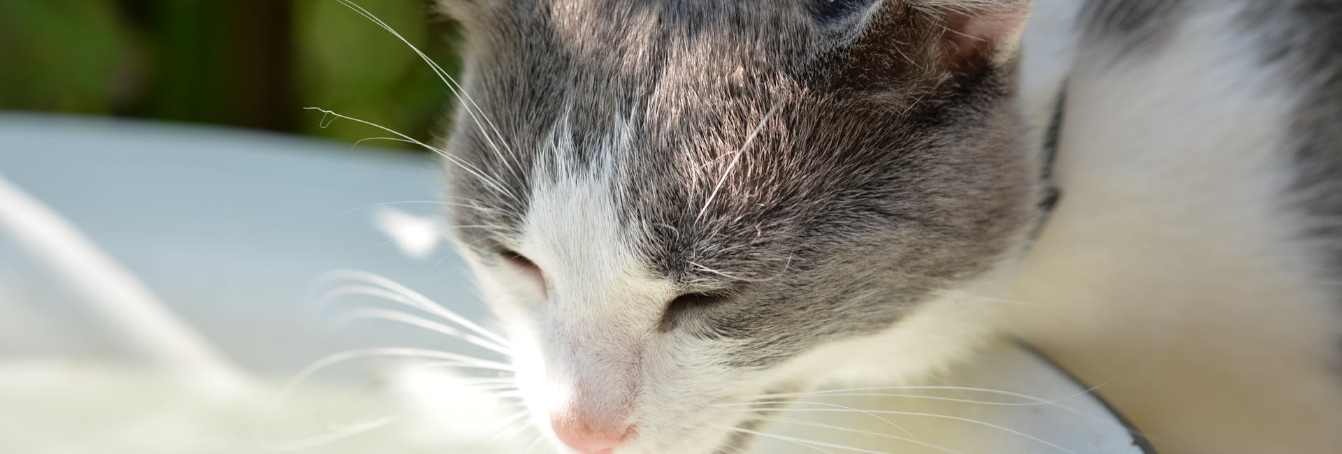 gatto bianco e grigio che beve da una ciotola gatto bianco e grigio che beve da una ciotola