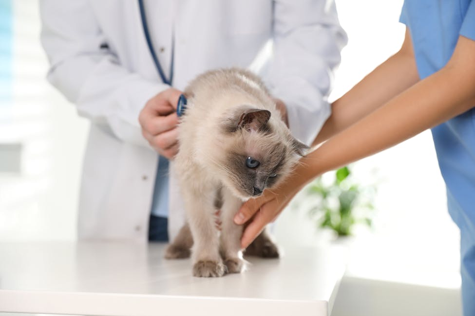 veterinario effettua una visita cardiologica ad un gattino con gli occhi azzurri