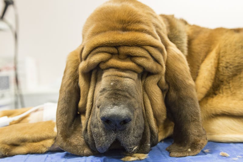 cane marrone durante una visita veterinaria