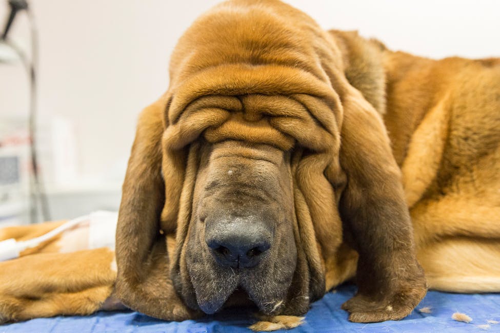 cane marrone durante una visita veterinaria