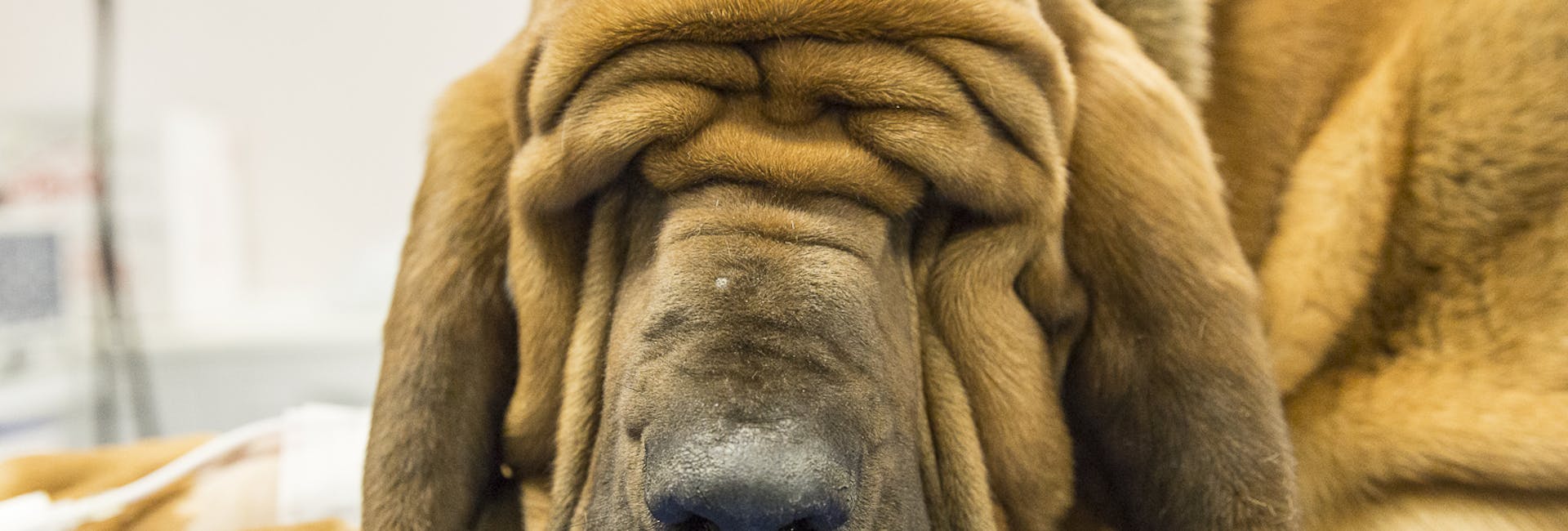 cane marrone una visita veterinaria cane marrone durante una visita veterinaria