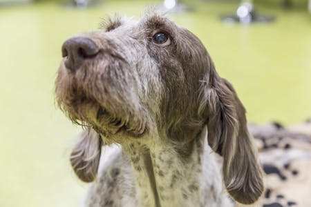 Cane stile setter con sguardo languido prima di donare il sangue