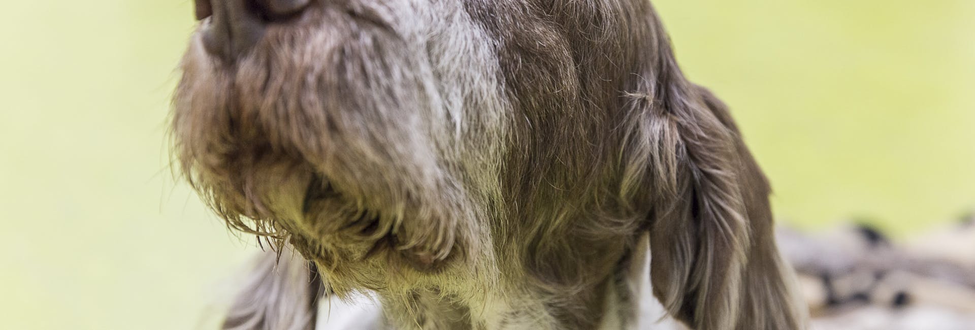 Cane stile setter con sguardo languido prima di donare il sangue Cane stile setter con sguardo languido prima di donare il sangue