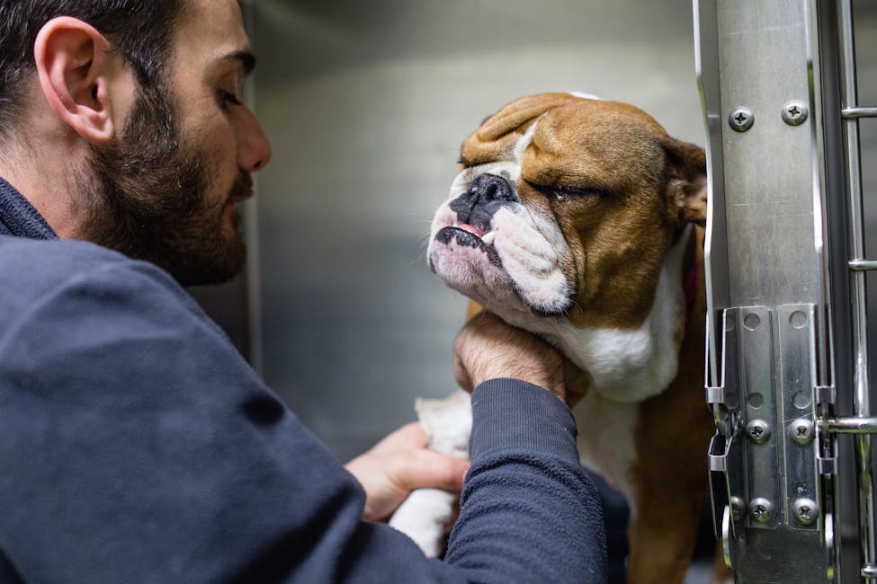 Veterinario che visita cane al VetHospital H24 Firenze