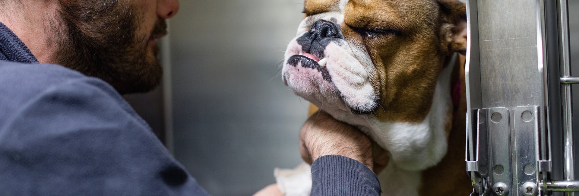 Veterinario che visita cane al VetHospital H24 Firenze Veterinario che visita cane al VetHospital H24 Firenze