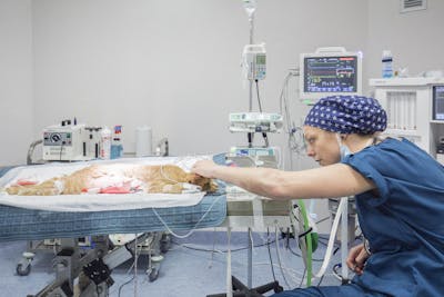 Dott.ssa Flavia Evangelista medico veterinario specializzato in anestesia mentre anestetizza gatto e ne monitora i parametri al Vet Hospital H24, clinica veterinaria a Firenze