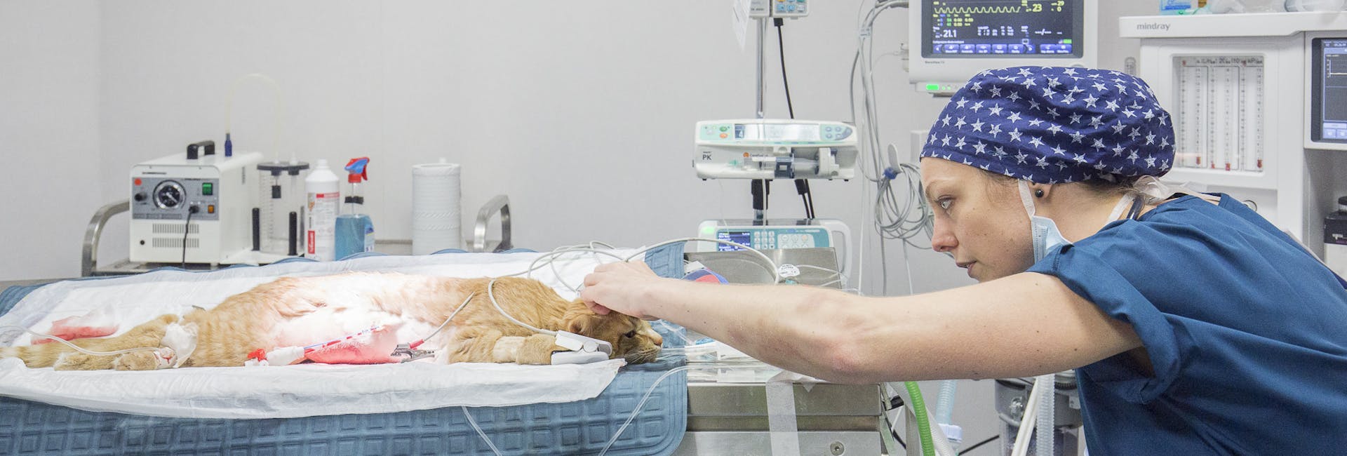 Dott.ssa Flavia Evangelista medico veterinario specializzato in anestesia mentre anestetizza gatto e ne monitora i parametri Dott.ssa Flavia Evangelista medico veterinario specializzato in anestesia mentre anestetizza gatto e ne monitora i parametri al Vet Hospital H24, clinica veterinaria a Firenze