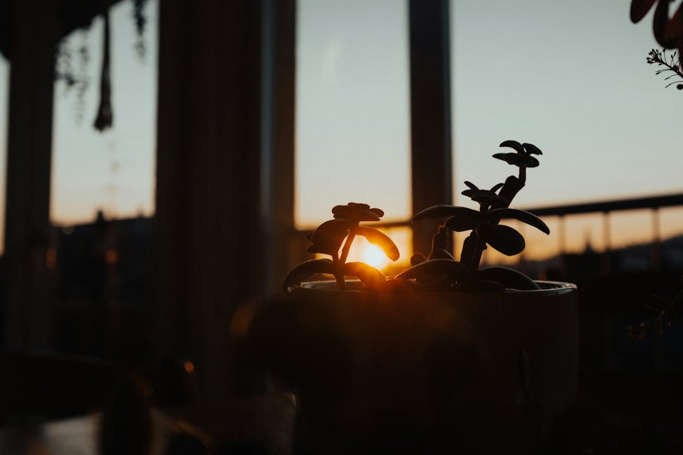 a potted plant with the sun setting in the background