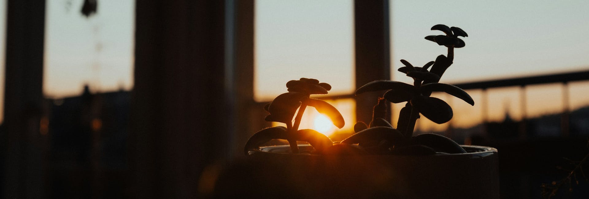a potted plant with the sun setting in the background a potted plant with the sun setting in the background