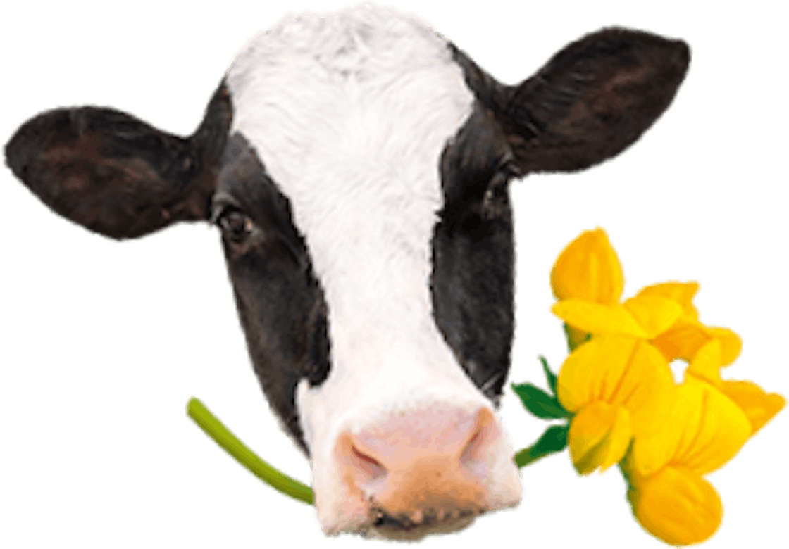 koe met bloem
