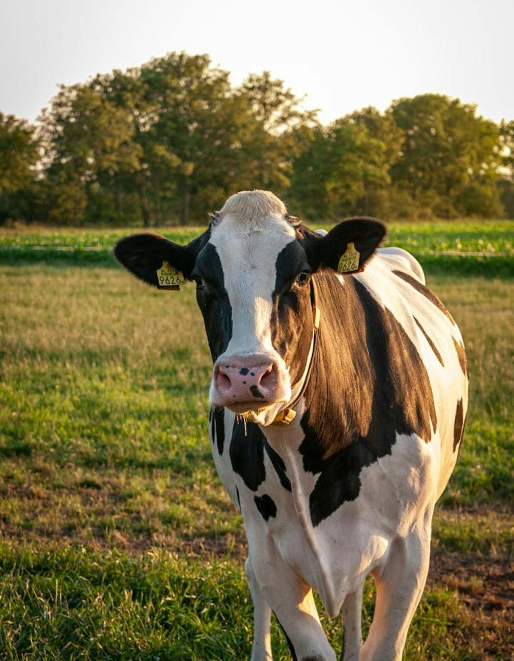 Koe in grasveld.