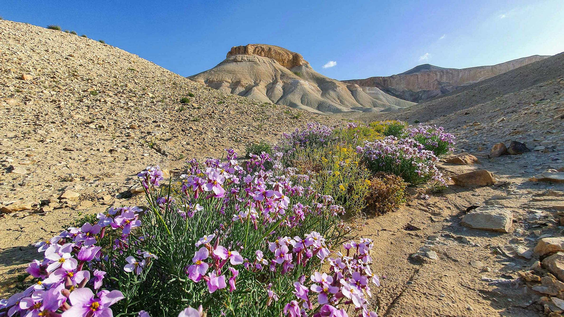 Israeli Assets On the road on the Israel National Trail - Transa