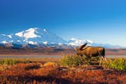 A moose, with a snow-covered mountain in the background.