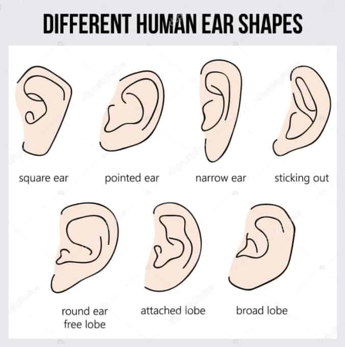 Different Human Ear Shapes